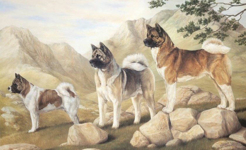 Helse og atferdsundersøkelse American Akita
